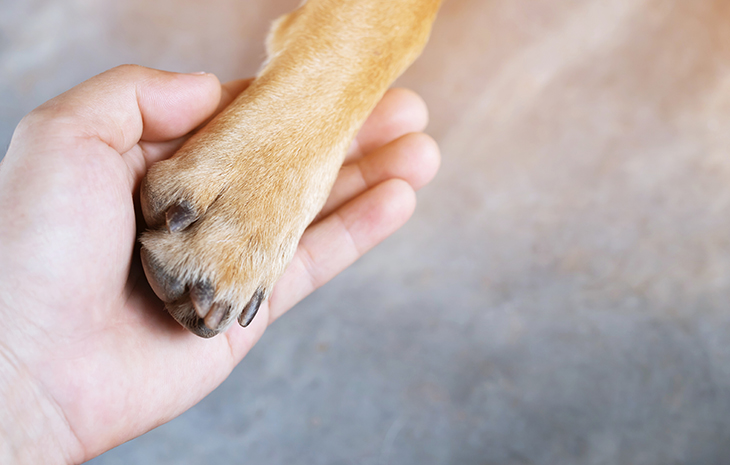 Tierkrankenversicherung: Top-Schutz für Ihr Haustier